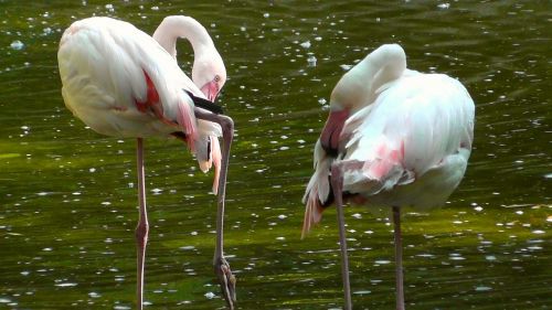 flamingos birds pink