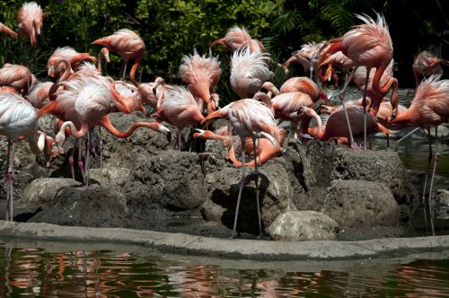 Flamingos