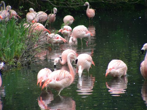 flamingos zoo dublin zoo
