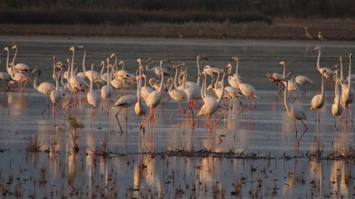 flamingos nature birds