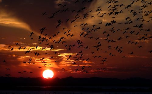 flamingos swarm birds