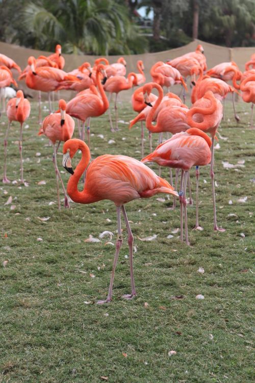 flamingos pink flock
