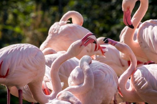 flamingos fight birds