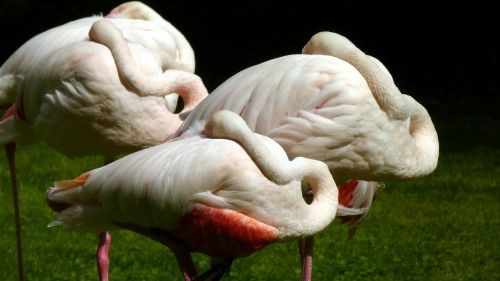 flamingos pink flamingo water bird