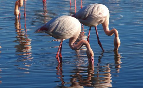 flamingos nature animals