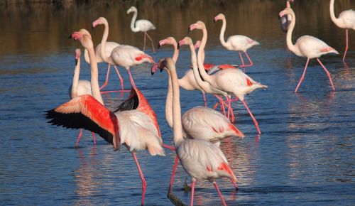 flamingos nature animals