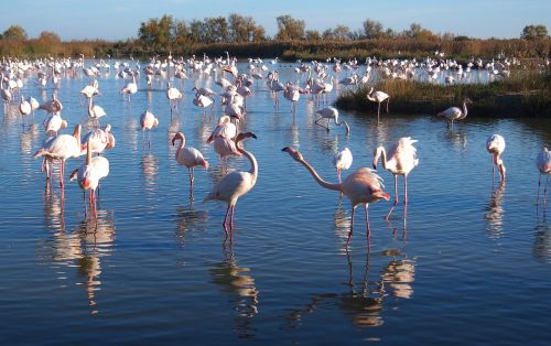 flamingos nature bird