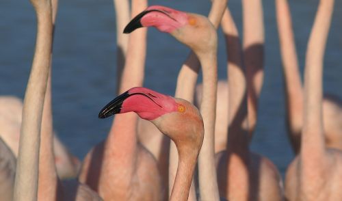 flamingos birds nature