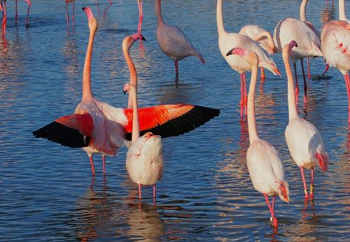 flamingos color birds