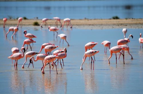flamingos flamingos in the nature pink