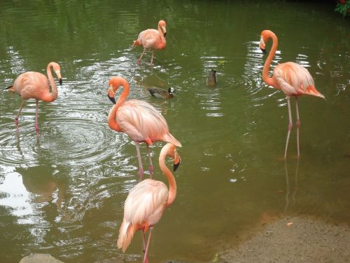 flamingos birds nature