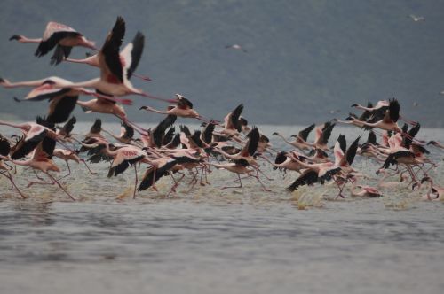 flamingos flying flight