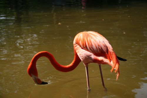 flamingos bird animals