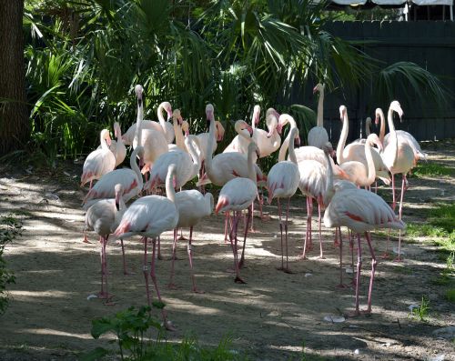 flamingos bird tropical