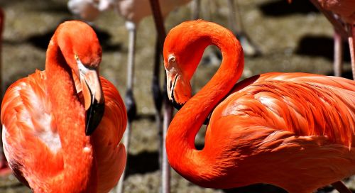 flamingos bird colorful