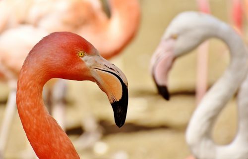 flamingos birds water bird