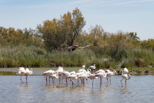 flamingos pink flamingo birds