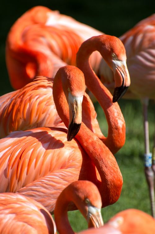 flamingos orange red