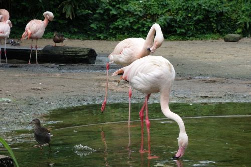 flamingos birds water bird