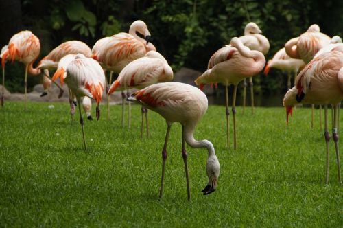 flamingos pink flamingos birds