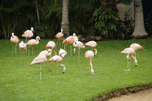 flamingos pink flamingos birds