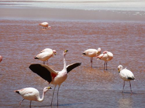 flamingos nature animal world