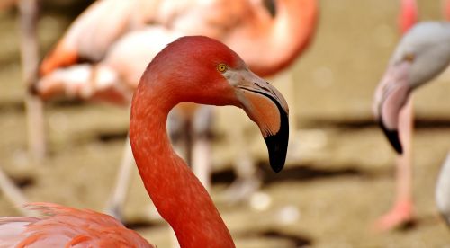 flamingos birds water bird