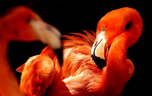 flamingos birds water bird