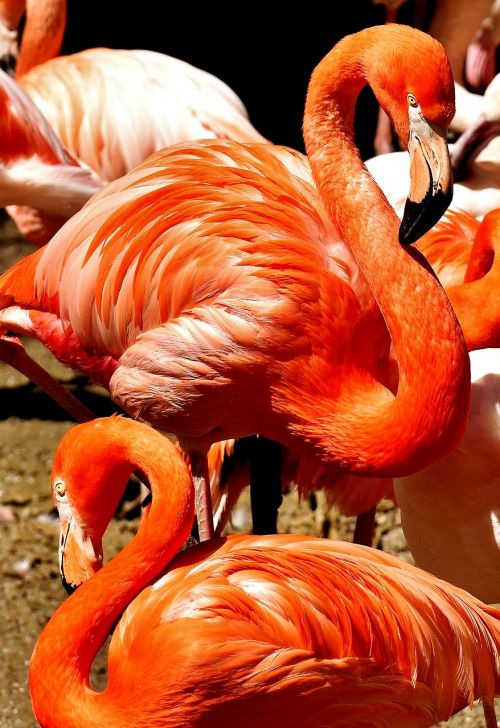 flamingos birds water bird