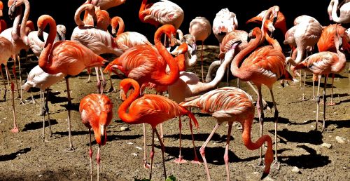 flamingos birds water bird