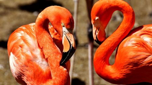 flamingos birds water bird