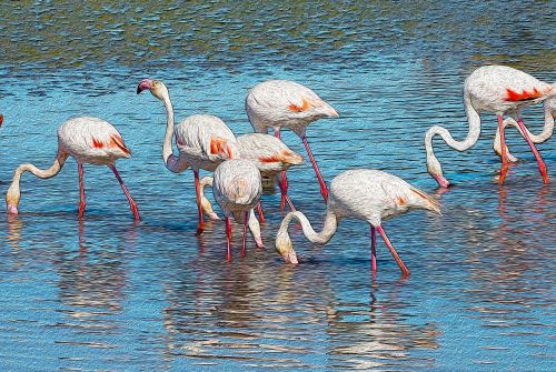 flamingos poster animals