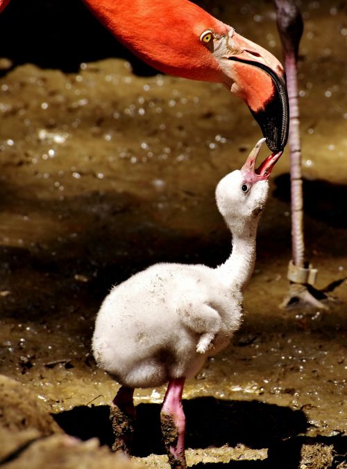 flamingos chicks cute