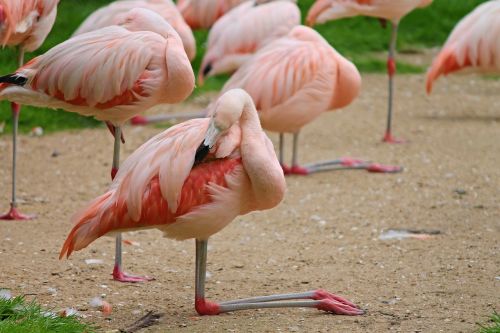 flamingos birds pink