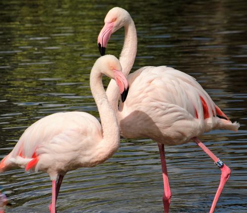 flamingos birds zoo