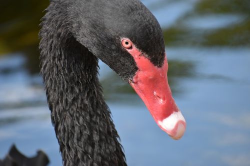 flamingos black zoo