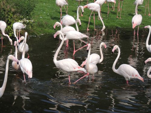 flamingos animal flamingo