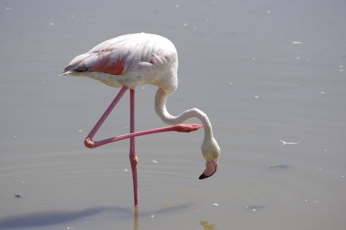 flamingos pond camargue