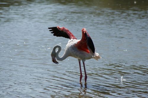 flamingos pond summer