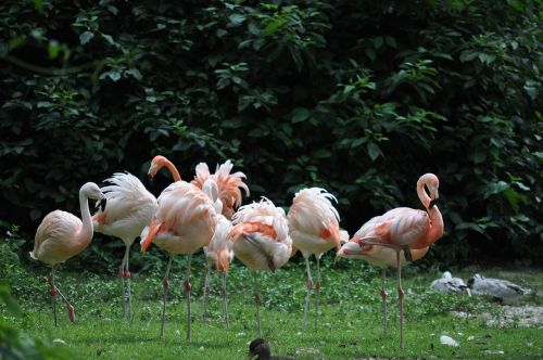 flamingos zoo pink