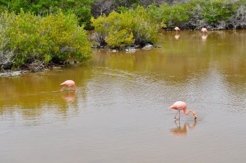 flamingos nature pink