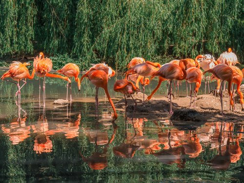 flamingos  birds  group of animals