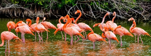 flamingos  cuba  pink