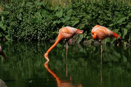 flamingos  mirroring  zoo