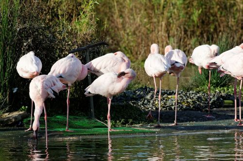 flamingos pink water