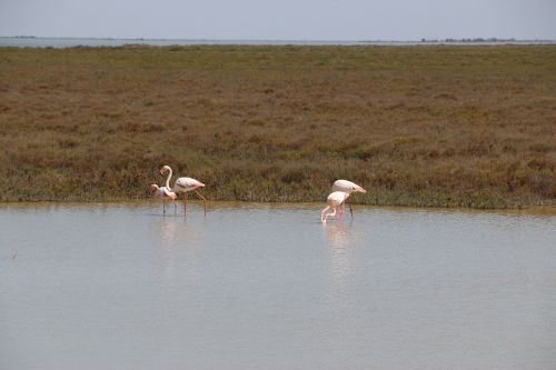 flamingos birds nature
