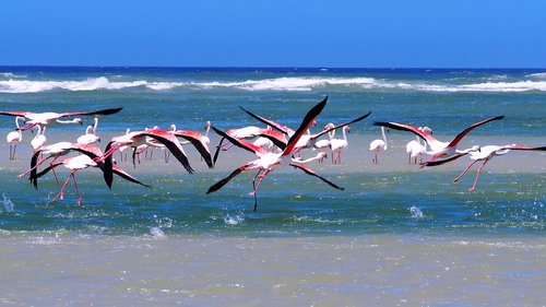 flamingos  sea  beach