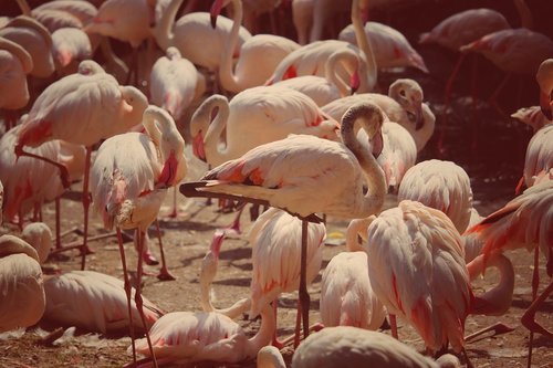 flamingos  pink  birds