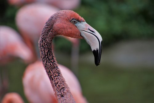 flamingos  bird  pink