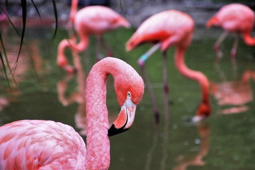 flamingos  herd  plumage